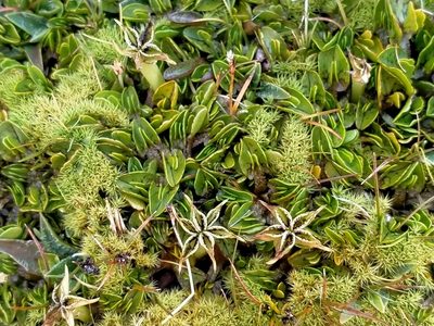 Psychrophila obtusa, photographed by John Barkla