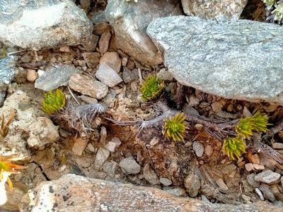 Leptinella goyenii, photographed by John Barkla