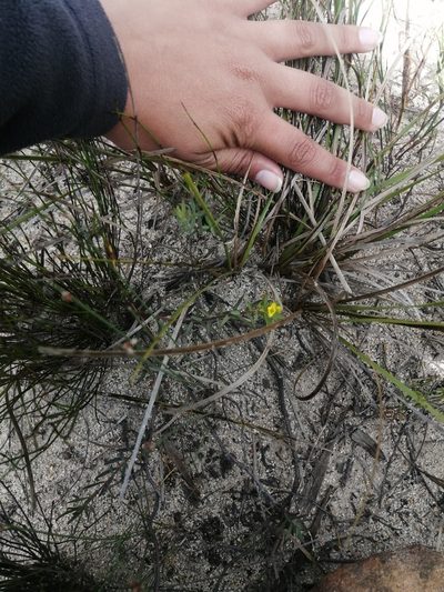 Gnidia sonderiana, photographed by sharndreheuvel