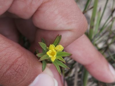 Gnidia sonderiana, photographed by sharndreheuvel