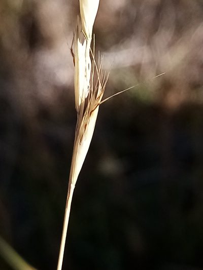 Rytidosperma clavatum, photographed by Joe Potter Butler