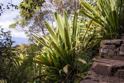 Doryanthes palmeri, photographed by dhfischer