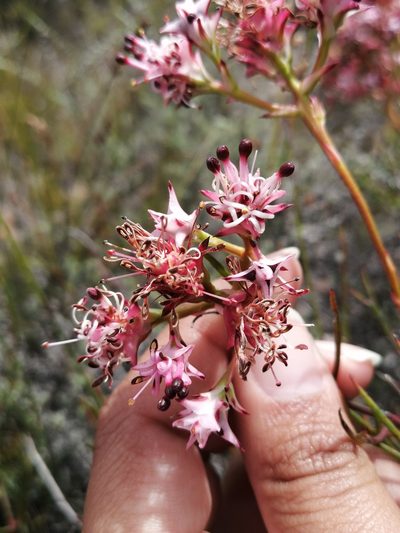 Serruria meisneriana, photographed by sharndreheuvel