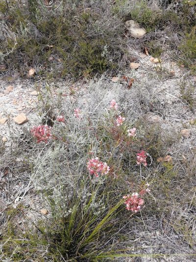Serruria meisneriana, photographed by sharndreheuvel