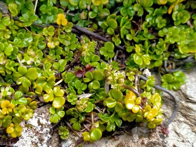 Azorella hydrocotyloides, photographed by John Barkla