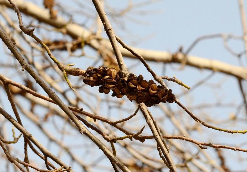Magnolia denudata, photographed by Zinogre