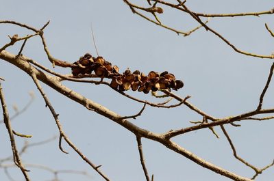 Magnolia denudata, photographed by Zinogre