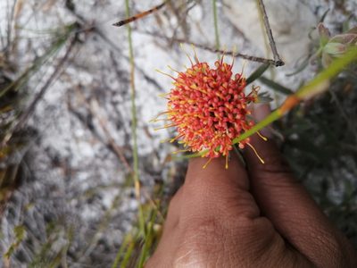 Leucospermum prostratum, photographed by sharndreheuvel