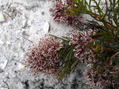 Serruria rubricaulis, photographed by sharndreheuvel