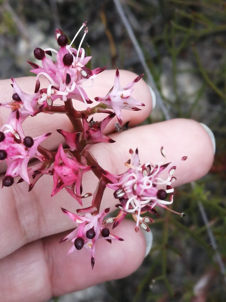 Serruria meisneriana, photographed by sharndreheuvel