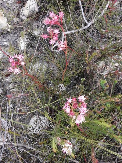 Serruria meisneriana, photographed by sharndreheuvel