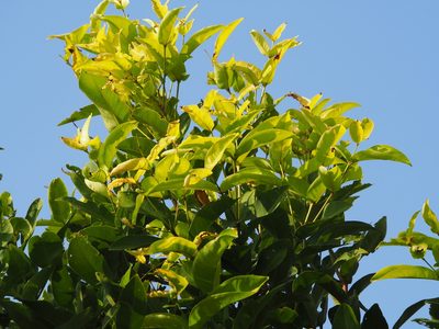 Syzygium samarangense, photographed by 葉子