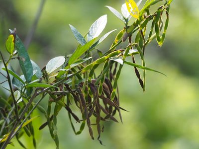 Ohwia caudata, photographed by 葉子