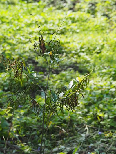 Ohwia caudata, photographed by 葉子