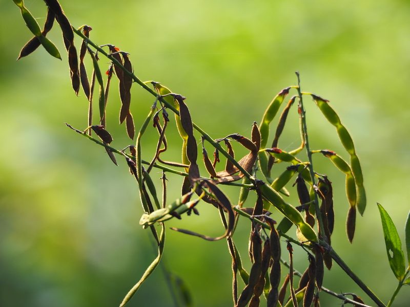 Ohwia caudata, photographed by 葉子