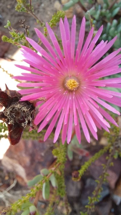 Lampranthus laxifolius, photographed by kevin koen