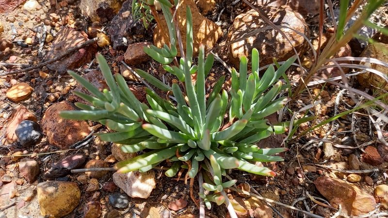 Lampranthus laxifolius, photographed by kevin koen