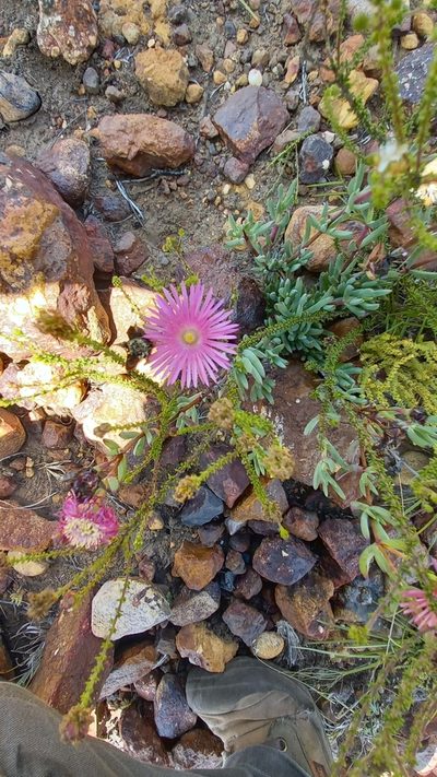 Lampranthus laxifolius, photographed by kevin koen