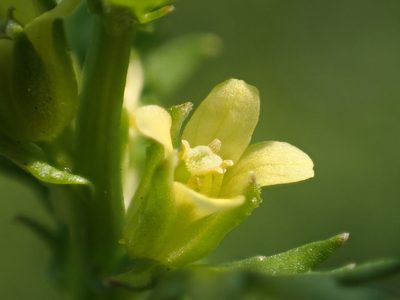Rorippa cantoniensis, photographed by 葉子