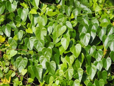 Cyclea gracillima, photographed by 葉子