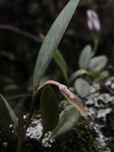 Pleurothallis talpinaria, photographed by Nicolás Baresch Uribe