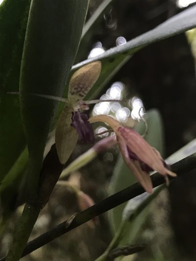 Pleurothallis talpinaria, photographed by Nicolás Baresch Uribe
