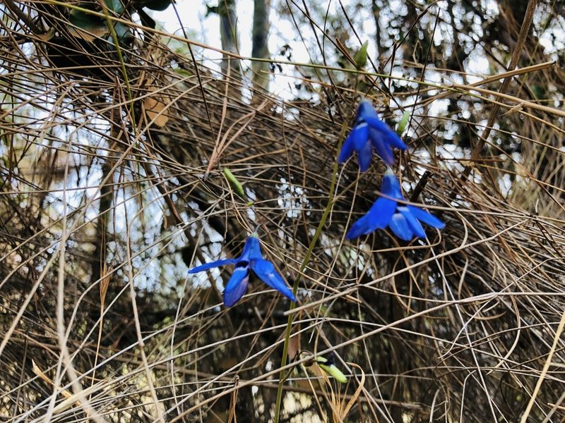 Conanthera trimaculata, photographed by Francisco E. Fonturbel