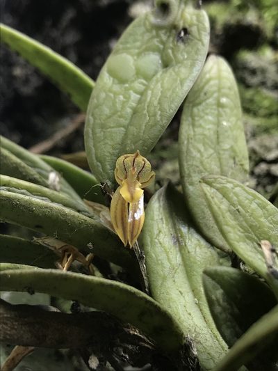 Pleurothallopsis striata, photographed by Nicolás Baresch Uribe