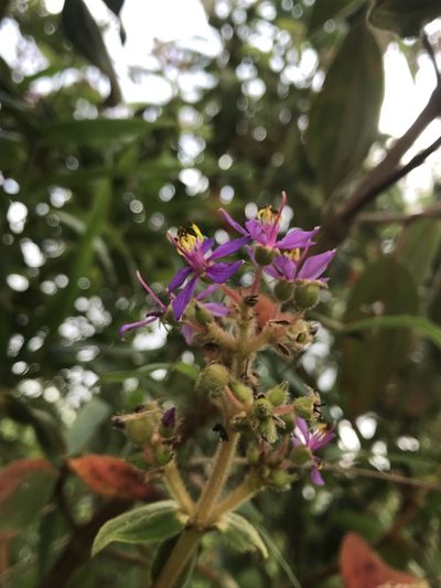 Chaetogastra mollis, photographed by Nicolás Baresch Uribe