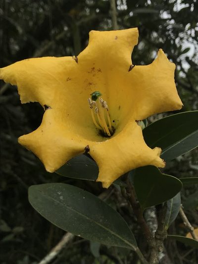 Schultesianthus coriaceus, photographed by Nicolás Baresch Uribe