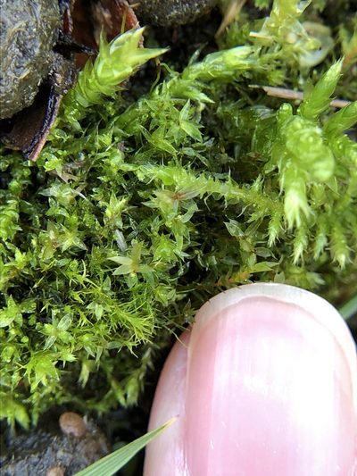 Rosulabryum rubens, photographed by Young Jun Lee