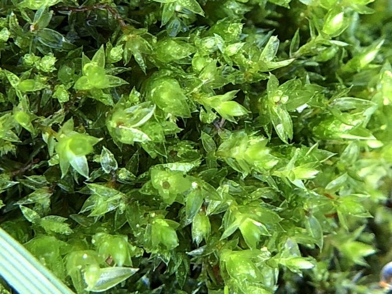 Rosulabryum rubens, photographed by Young Jun Lee