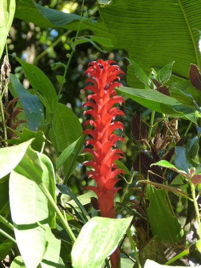 Pitcairnia nigra, photographed by Jean-Paul Boerekamps