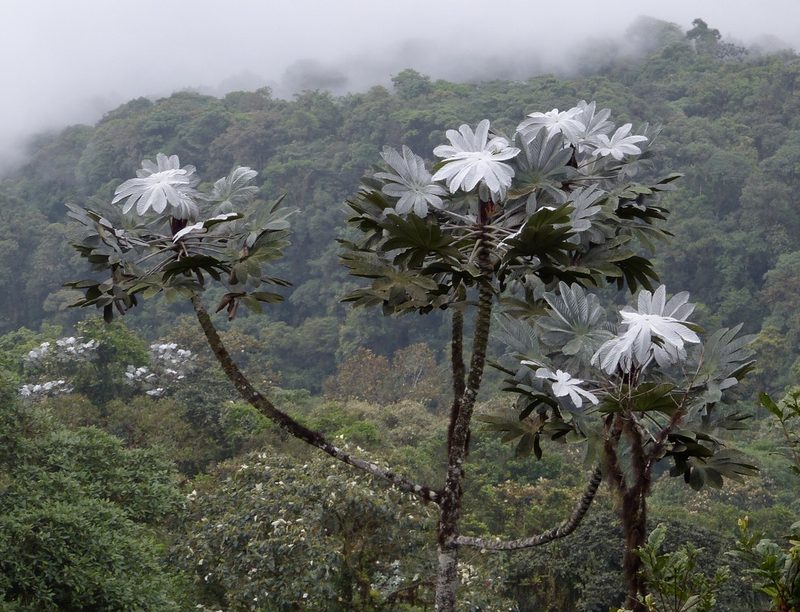 Cecropia maxima, photographed by Jean-Paul Boerekamps