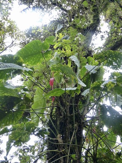 Anthurium bustamanteae, photographed by Jean-Paul Boerekamps