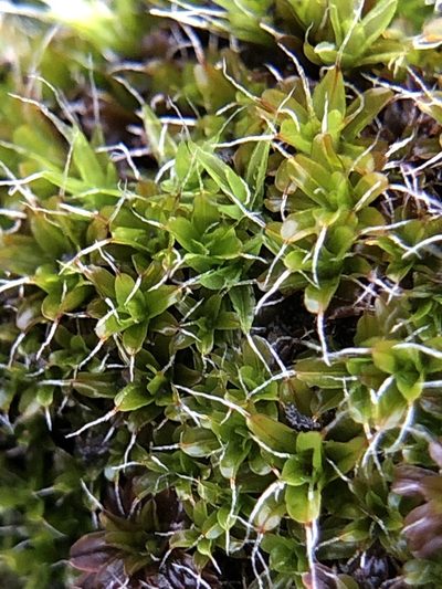 Syntrichia virescens, photographed by Young Jun Lee