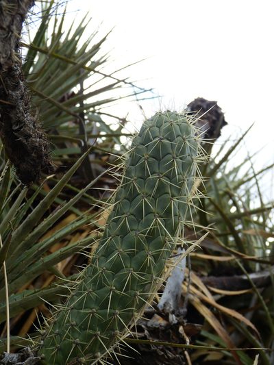 Austrocylindropuntia cylindrica, photographed by Jean-Paul Boerekamps