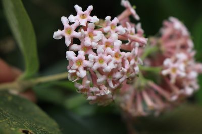Rogiera amoena, photographed by Jake Rehage
