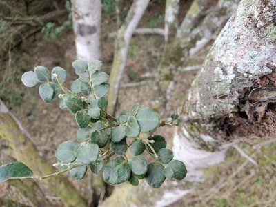 Amyris madrensis, photographed by Tom Field
