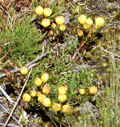 Gentianella hirculus, photographed by Jean-Paul Boerekamps