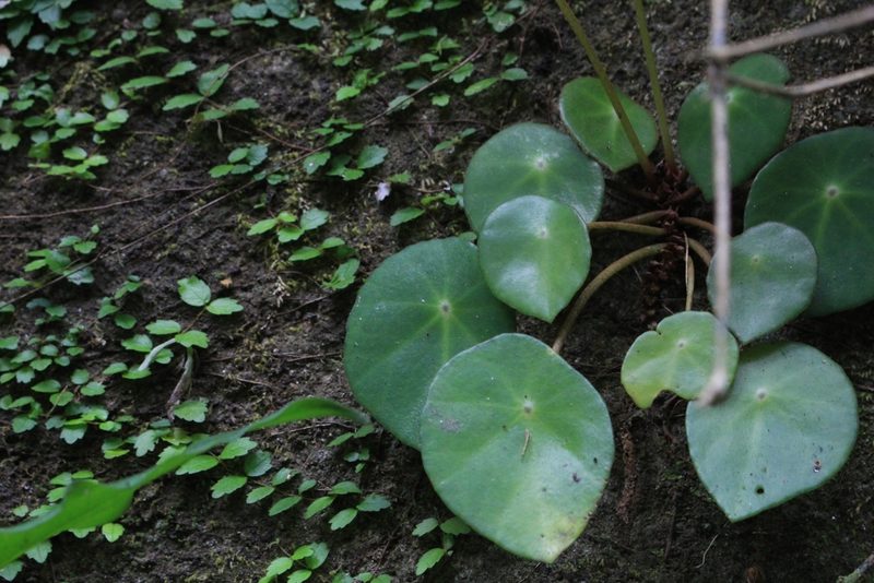 Begonia conchifolia, photographed by Jake Rehage