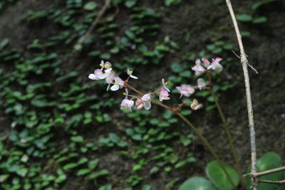 Begonia conchifolia, photographed by Jake Rehage