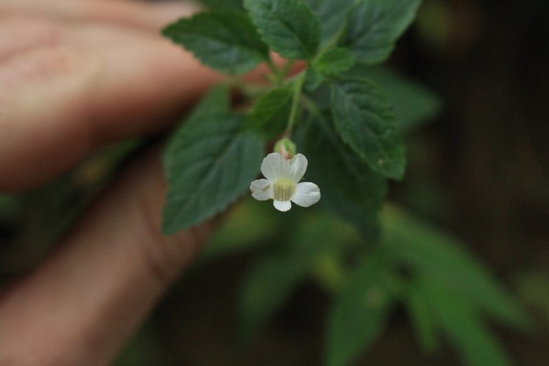 Stemodia peduncularis, photographed by Jake Rehage