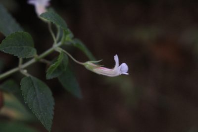 Stemodia peduncularis, photographed by Jake Rehage