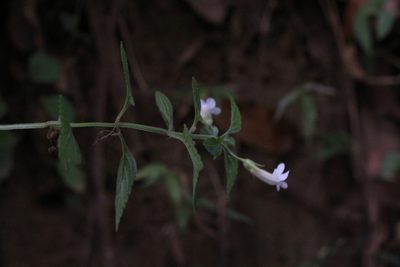 Stemodia peduncularis, photographed by Jake Rehage