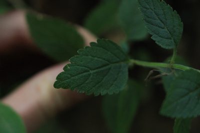 Stemodia peduncularis, photographed by Jake Rehage