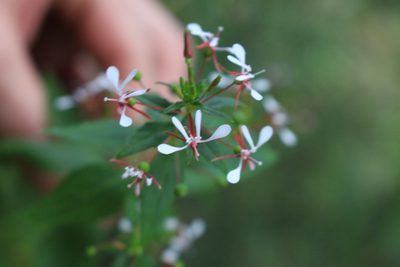 Lopezia miniata, photographed by Jake Rehage