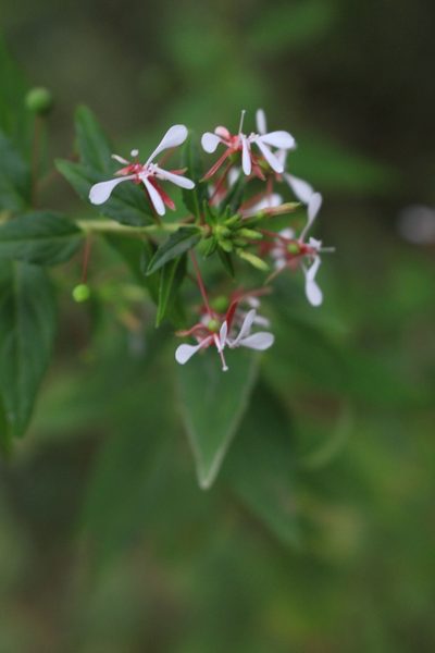 Lopezia miniata, photographed by Jake Rehage