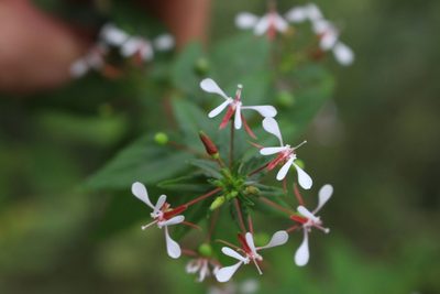 Lopezia miniata, photographed by Jake Rehage