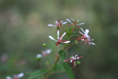 Lopezia miniata, photographed by Jake Rehage